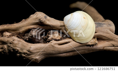Cerastoderma edule shell on driftwood Cerastoderma edule shell on driftwood 121686751
