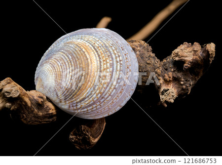 Textured Common cockle shell on driftwood macro 121686753