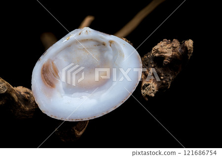 Textured Common cockle shell on driftwood macro Textured Common cockle shell on driftwood macro 121686754