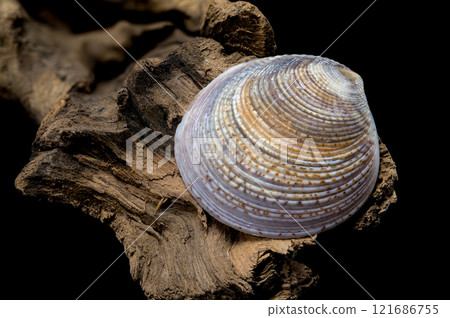 Textured Common cockle shell on driftwood macro 121686755