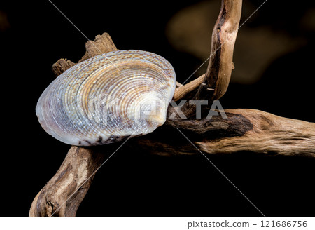 Textured Common cockle shell on driftwood macro Textured Common cockle shell on driftwood macro 121686756