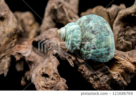 Horned Turbo cornutus Snail on Driftwood 121686769