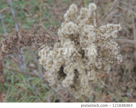 dry inflorescence of meadow plant with small fluffy hairy seeds, beige plant autumn background of dried flower as natural volumetric texture dry inflorescence of meadow plant with small fluffy hairy seeds, beige plant autumn background of dried flower as natural volumetric texture 121686863