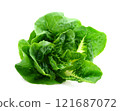 Green butter lettuce vegetable or salad isolated on white background 121687072