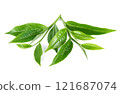 Green tea leaf isolated on white background 121687074