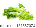 Fresh lettuce (baby cos) on white background 121687078