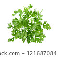 coriander isolated on white background 121687084
