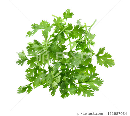 coriander isolated on white background 121687084