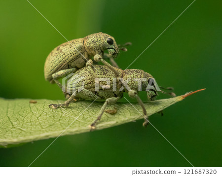 Kofukizoumushi 121687320