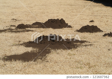 A hole in a mole 121687362