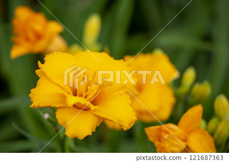 Hemelocalis 121687363