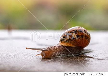 A snail crawls along a rough surface. Gastropods with an external shell A snail crawls along a rough surface. Gastropods with an external shell 121687478