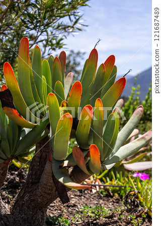 Aloe plicatilis, fan aloe grows in nature. green orange leaves. South Africa Aloe plicatilis, fan aloe grows in nature. green orange leaves. South Africa 121687489
