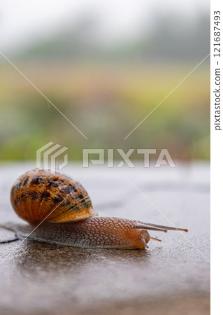 snail crawls along a rough surface. Gastropods with an external shell 121687493