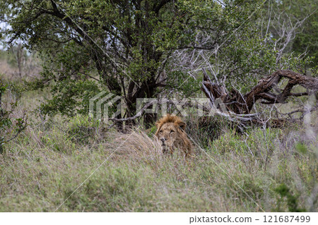 Majestic African lion reclines peacefully amidst lush foliage in Kruger National Park, South Africa, safari Majestic African lion reclines peacefully amidst lush foliage in Kruger National Park, South Africa, safari 121687499