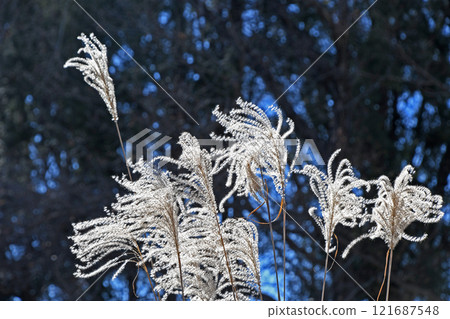 Withering Susuki 121687548