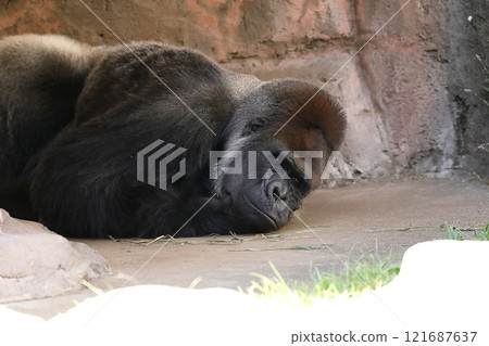 Male gorilla staring down Male gorilla staring down 121687637