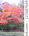 鮮紅的秋葉 121687649
