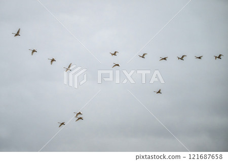 Swan of Mibu Marsh 121687658