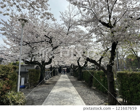 These are rows of cherry trees on both sides of the approach to An'yoji Temple, a temple in Fuchu City, Tokyo. 121687659