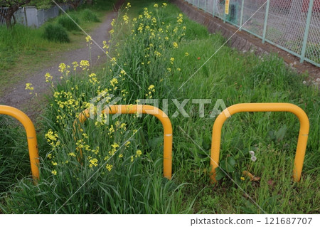 沿著江長廊上的空間護欄和油菜花供汽車使用 121687707