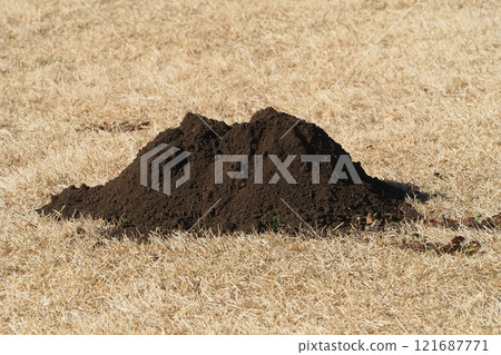 A hole in a mole A hole in a mole 121687771