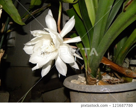 白色的大月季花，只能觀賞一晚。 121687780