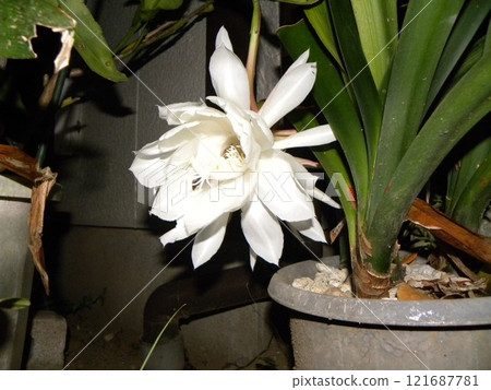 A large white moonbeauty flower that can only be enjoyed for one night. A large white moonbeauty flower that can only be enjoyed for one night. 121687781