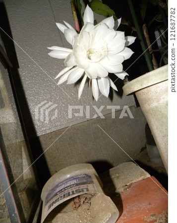 白色的大月季花，只能觀賞一晚。 121687782