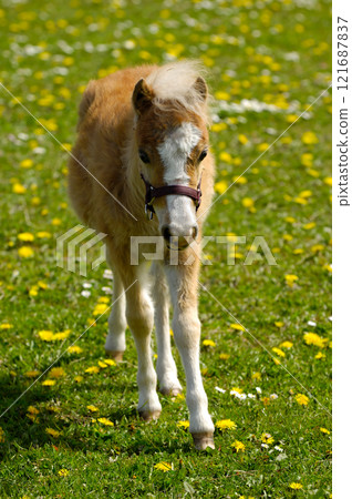 Young horse foal on field Young horse foal on field 121687837
