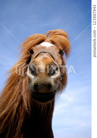 Face of a curious horse Face of a curious horse 121687842