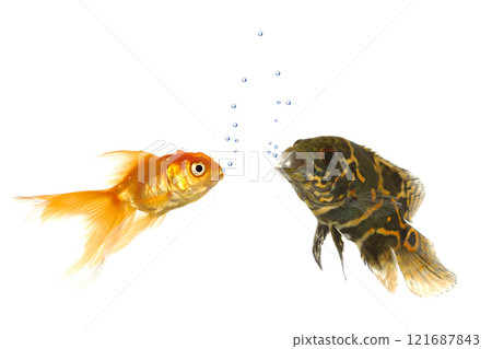 Goldfish and tiger oscar fish 121687843