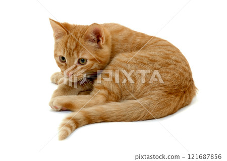 Kitten on white background 121687856