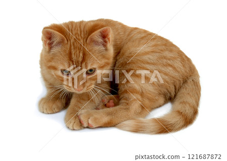 Kitten 121687872
