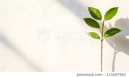 Leaf is on a white background Leaf is on a white background 121687902