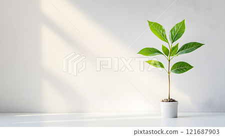 Small potted plant sits on a white table Small potted plant sits on a white table 121687903