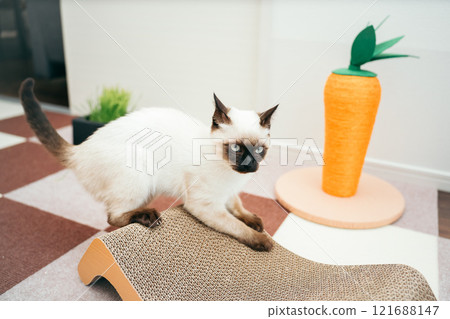 Siamese mix kitten sharpening its claws Siamese mix kitten sharpening its claws 121688147
