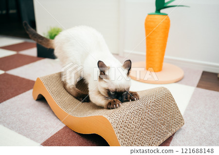 Siamese mix kitten sharpening its claws Siamese mix kitten sharpening its claws 121688148