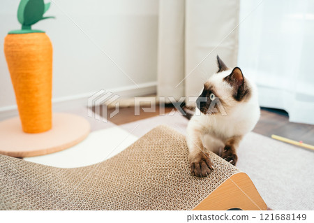 暹羅貓混合小貓磨利他的爪子 121688149