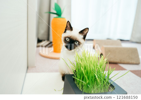 在草前的暹羅混合小貓 121688150