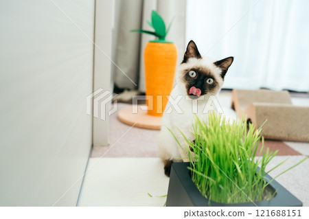 Siamese mix kitten sticking out tongue in front of cat grass Siamese mix kitten sticking out tongue in front of cat grass 121688151