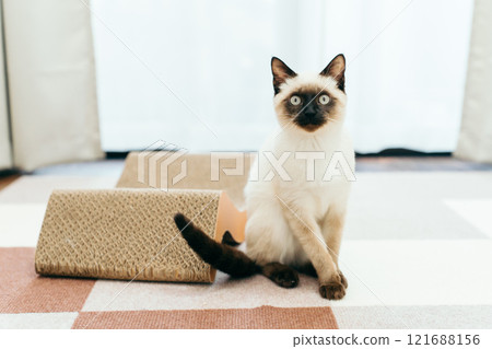Siamese mix kitten Siamese mix kitten 121688156