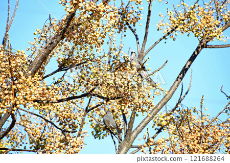 Winter: Brown-eared bulbuls pecking at the ripe fruit of the China tree Winter: Brown-eared bulbuls pecking at the ripe fruit of the China tree 121688264