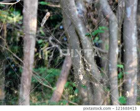 Prey of Joro spider 121688413