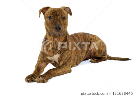 Staffordshire terrier dog Staffordshire terrier dog 121688440