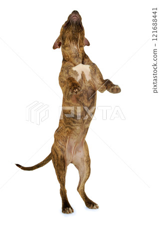 Standing dog Standing dog 121688441