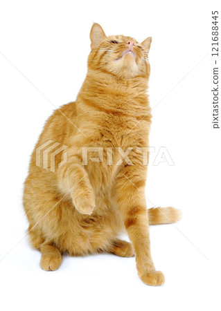 Cat Cat 121688445