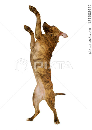 Standing dog 121688452