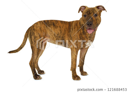 Standing dog Standing dog 121688453