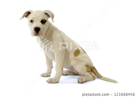 White Puppy White Puppy 121688458